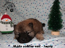 chiot eurasier