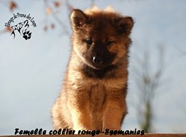 chiot eurasier