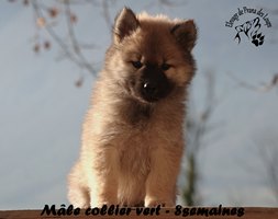 chiot eurasier