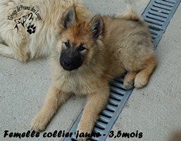 chiot eurasier