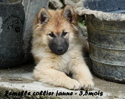 chiot eurasier