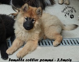chiot eurasier