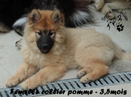 chiot eurasier