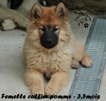 chiot eurasier