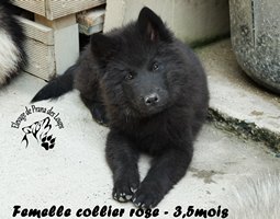 chiot eurasier