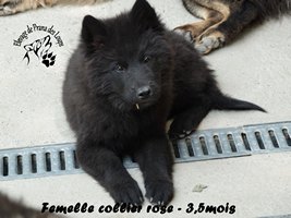 chiot eurasier