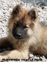 chiot eurasier