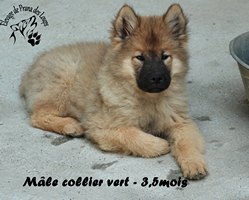 chiot eurasier