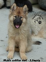 chiot eurasier