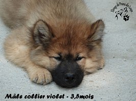 chiot eurasier