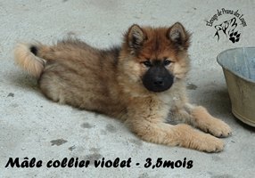 chiot eurasier