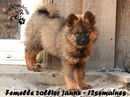 chiot eurasier