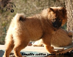 chiot eurasier