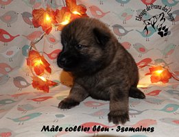 chiot eurasier