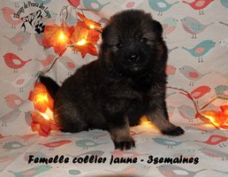 chiot eurasier