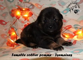 chiot eurasier