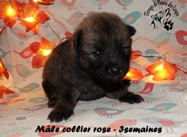 chiot eurasier