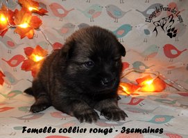 chiot eurasier