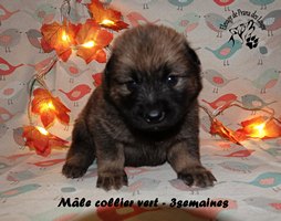 chiot eurasier
