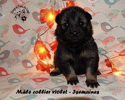 chiot eurasier