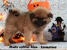 chiot eurasier
