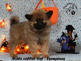 chiot eurasier
