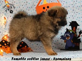 chiot eurasier