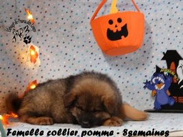 chiot eurasier