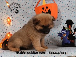 chiot eurasier