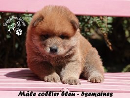 chiot eurasier