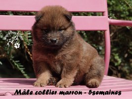 chiot eurasier
