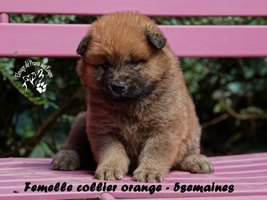 chiot eurasier