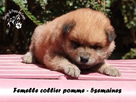 chiot eurasier
