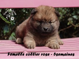 chiot eurasier
