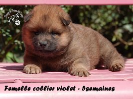 chiot eurasier
