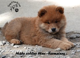 chiot eurasier