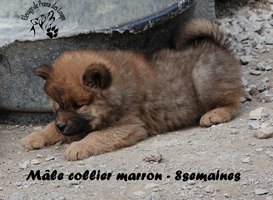 chiot eurasier