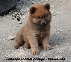 chiot eurasier