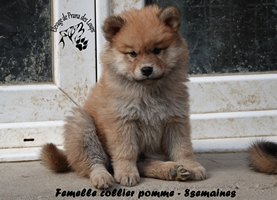 chiot eurasier