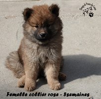 chiot eurasier