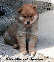 chiot eurasier