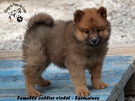 chiot eurasier