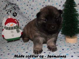 chiot eurasier