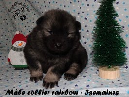 chiot eurasier