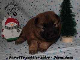 chiot eurasier