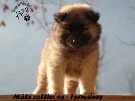 chiot eurasier