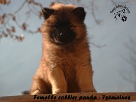 chiot eurasier