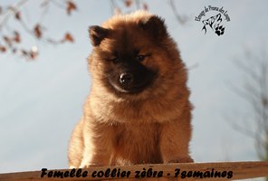 chiot eurasier