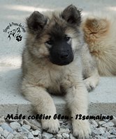 chiot eurasier