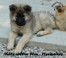 chiot eurasier